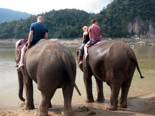 elehants on the banks