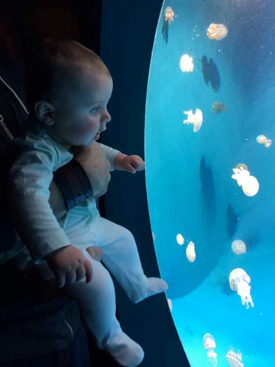 Jellyfish at the Monterey Bay Aquarium. Many years ago, on a trip to the Zoo, I imagined myself showing my little girl the fishes in the aquarium. The thought made me so happy. That was when I knew I wanted children.  